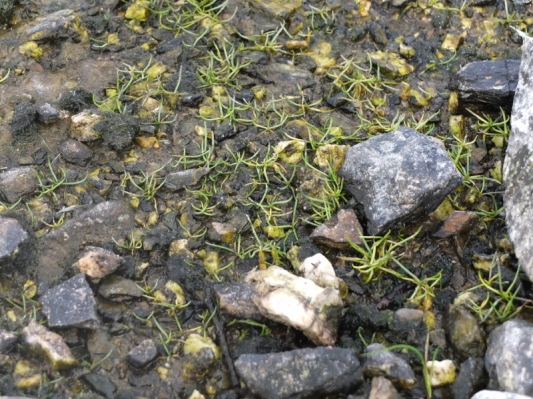 Littorella uniflora shore weed 1 (800x600)